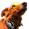 dog with headphones