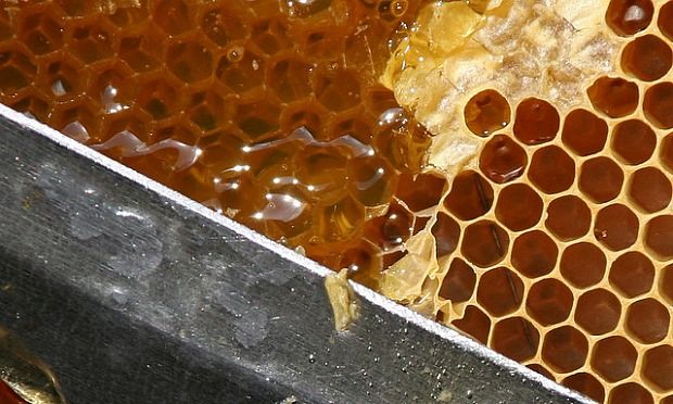 Honey on the comb.