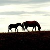 Horses