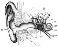 inside inner ear diagram