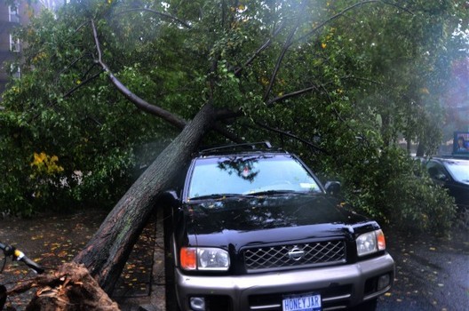 Another tree down on Eastern Parkway in Crown Heights.