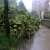 Cars were the casualities of several trees that went down on Eastern Parkway in Crown Heights.