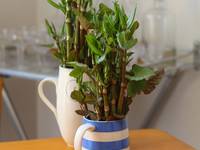 Young Japanese knotweed shoots