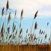 Jones Beach