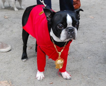 Kanye West sans glasses. According to his owner, he wouldn't keep the specs on.