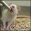 lab rat