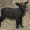 Irene Hope, born in a stable at the Wildlife Conservation Society's Central Park Zoo, on Saturday, Aug. 27, as NYC braced for the roar of Hurricane Irene.