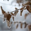 Winter Leaves