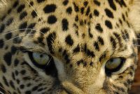 Leopard Eyes