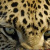 Leopard Eyes