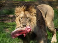 lion eating