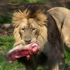 lion eating