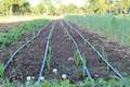 A row of recently planted baby leeks
