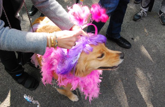 Here, the golden retriever Courtney Love gets her tiara on.