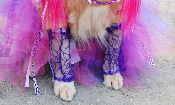 A golden retriever dressed up as Courtney Love wore some pretty boss lace leggings.