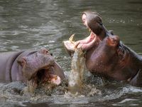 Hippos