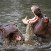 Hippos