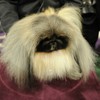 Malachy, a Pekingese, after winning Best in Show at Westminster