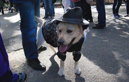 Max was dressed up as Michael Jackson. (And yes, there was a single silver glove on his back.)