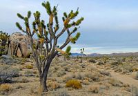 mojave desert