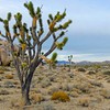 mojave desert