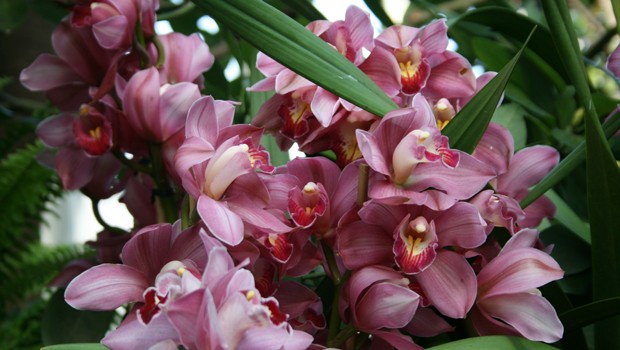 Cymbidium orchidaceae Erzan Spring 'In the Mood' is featured as part of the NYBG's latest orchid exhibit. 