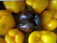 Peppers