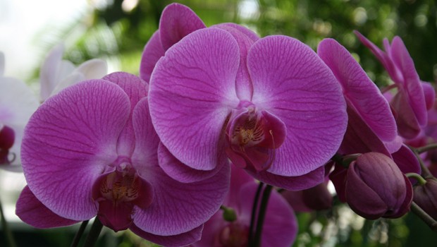 The show affords many opportunities to view the orchids up close. 