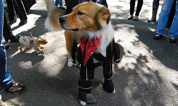 There were dogs of all sizes at the parade.