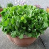 Shauna Reid's pea shoots, which she calls a 'pea afro.'