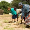 A Peace Corps Volunteer cultivates a field with women from her village in Botswana.