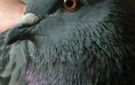 pigeon 