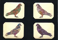 Pigeons