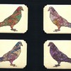 Pigeons