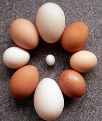 Eggs of different sizes
