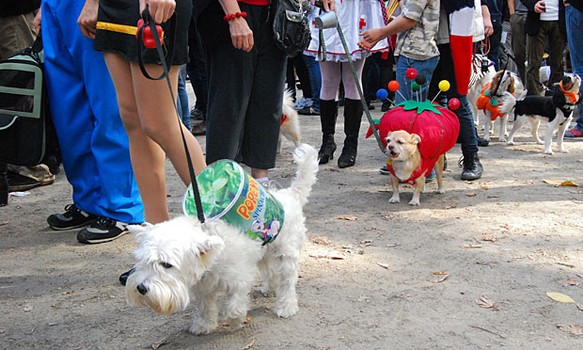 Buttercup (front), dressed up as Popeye's can of spinach, won 11th place in the first round of the awards. Macaroon (middle) won second place in that same round for her pincushion costume.