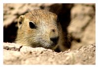 prairie dog