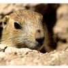 prairie dog