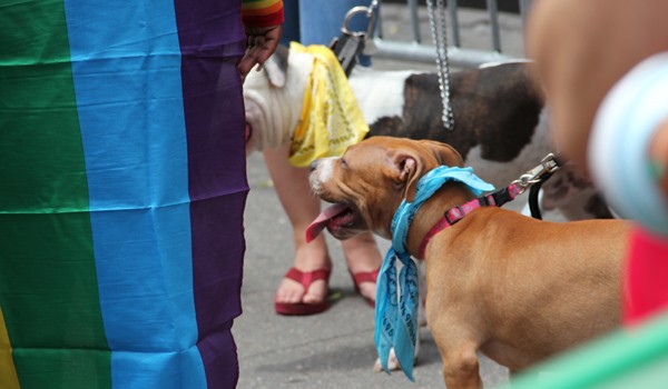 gay pride parade 2011 New York City pit bull