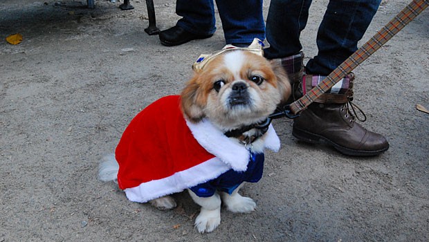 Pancake, who was dressed up as a prince, may not have won any awards, but the half-Pekingese half-Tibetan Spaniel was one of the cutest little canines at the parade.