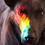 Prism dog