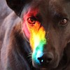 Prism dog
