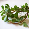Purslane