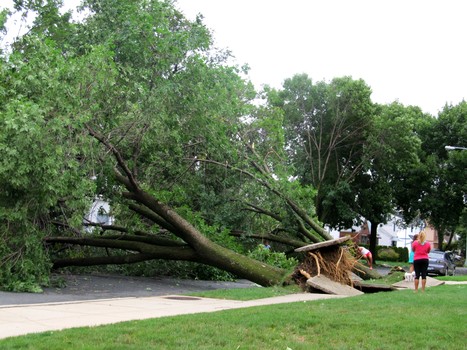Two trees uprooted by Hurricane Irene fell side-by-side in Bayside, Queens. 