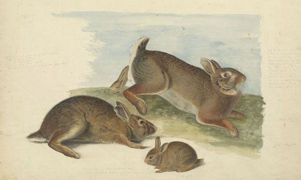 The Morgan Library is going for serious awwww factor in its new exhibit 'In the company of Animals.' Seen here: an 1841 drawing of gray rabbits by John James Audubon.