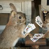 rabbits playing poker