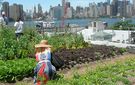 rooftop farm in Greenpoint, Brooklyn