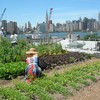 rooftop farm in Greenpoint, Brooklyn