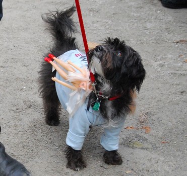 This dog won an award for its Charlie Sheen costume, which was accomplished with naked Barbie dolls and bags of a powdery substance attached to its shirt.