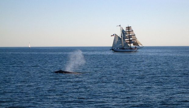 ship and a whale